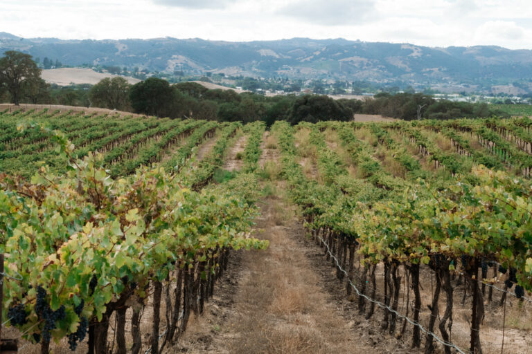 A local’s guide to staying, eating, and exploring Paso Robles — including boutique hotels, live music, hikes, and off-the-radar experiences.